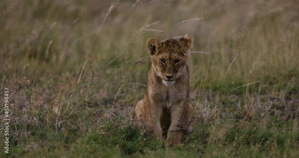 Close-up slow moiton young cute cub sitting and looking at camera in African savannah grasslands Close-up slow moiton young cute cub sitting and looking at camera in African savannah grasslands