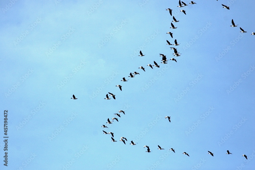 Kraniche auf dem Flug nach Süden Kraniche auf dem Flug nach Süden