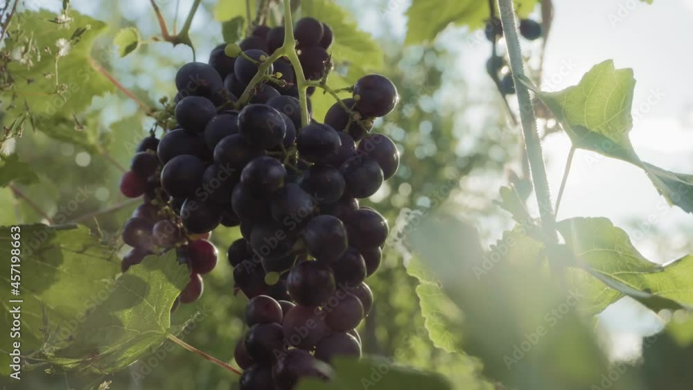 Bunches of red Grapes Hanging in Vineyard. Rows of pinot noir grapes ready to be picked in vineyard Bunches of red Grapes Hanging in Vineyard. Rows of pinot noir grapes ready to be picked in vineyard