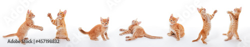 A set of images of a playful small ginger kitten that plays, jumps, grabs, sways on the floor
