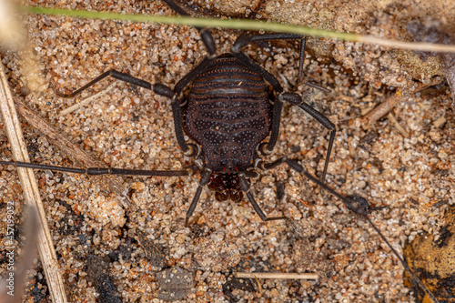 Female Adult Gonyleptid Harvestmen photo