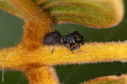 Adult Crab Spider photo