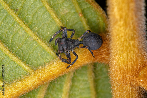 Adult Crab Spider photo