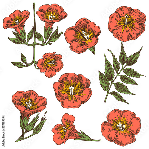 Set of flowers campsis. Color. Engraving style. Vector illustration.