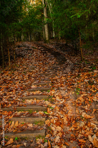 An old wooden narrow staircase in the forest