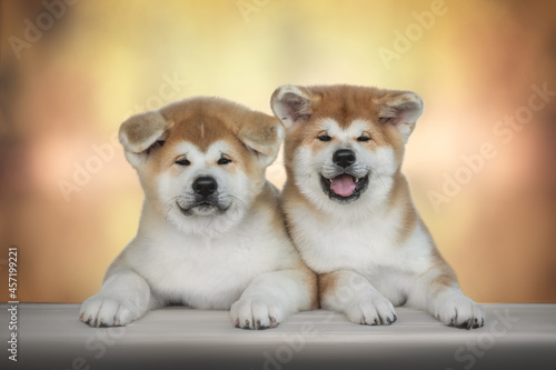 Two cute red akita inu puppies sitting side by side with their paws on a white wooden bench against the backdrop of a bright autumn landscape. The mouth is open. Looking into the camera © honey_paws
