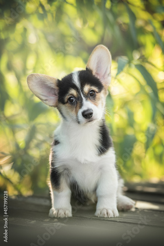 A cute tricolor welsh corgi pembroke puppy sitting on a wooden bridge among green bushes against the backdrop of a bright summer landscape and the setting sun. Looking into the camera
