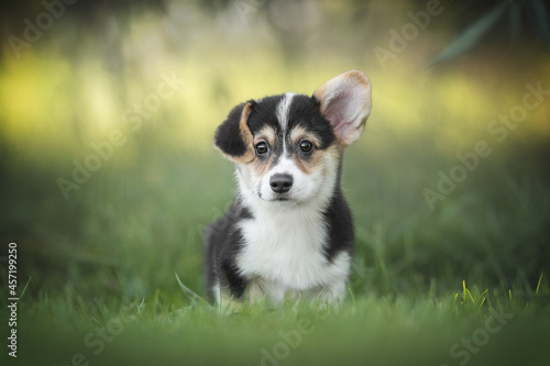 Funny tricolor welsh corgi pembroke puppy sits in green grass against the backdrop of a bright summer landscape and the setting sun. Looking into the camera