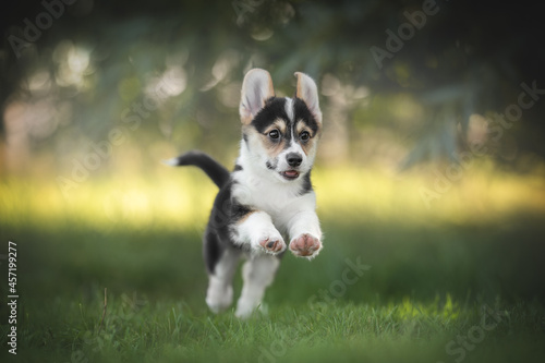 A funny tricolor welsh corgi pembroke puppy running on green grass against the backdrop of a bright summer landscape and the setting sun. Paws in the air. The mouth is open.