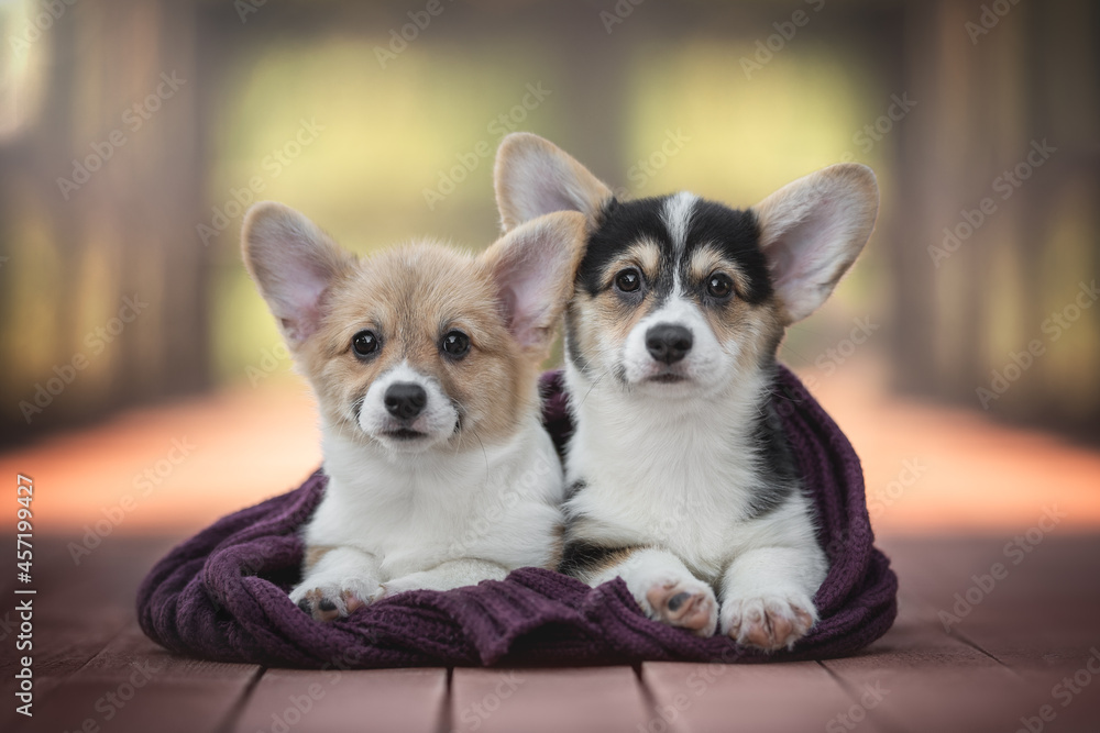 Two funny welsh corgi pembroke puppies wrapped in a purple knitted scarf lying on a red wooden bridge against the backdrop of a bright summer landscape Two funny welsh corgi pembroke puppies wrapped in a purple knitted scarf lying on a red wooden bridge against the backdrop of a bright summer landscape