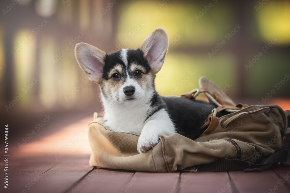 Funny tricolor welsh corgi pembroke puppy lying on a brown fabric and leather backpack on a red wooden bridge against the backdrop of a bright summer landscape. Looking into the camera
