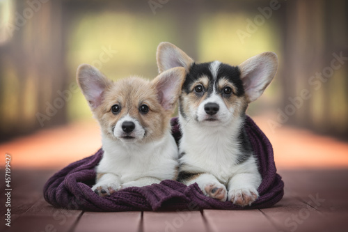 Two funny welsh corgi pembroke puppies wrapped in a purple knitted scarf lying on a red wooden bridge against the backdrop of a bright summer landscape