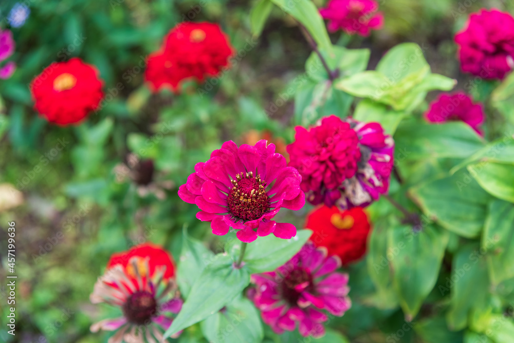 A bright purple Zinnia flower in the garden, background. A bright purple Zinnia flower in the garden, background.