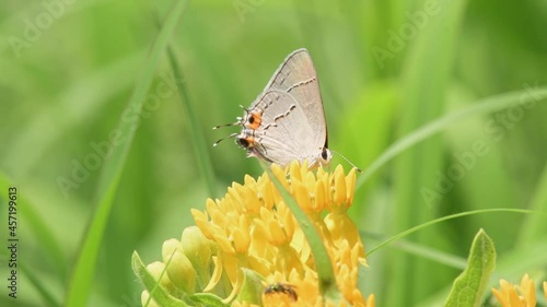 Tiny Gray Hairstreak butterfly feeding on a bright yellow Butterflyweed flowers on a sunny summer meadow photo