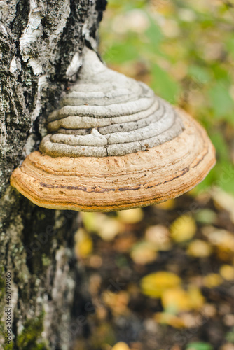 Mushrooms on the tree. Tinder fungus on a tree trunk. Chaga on a birch.