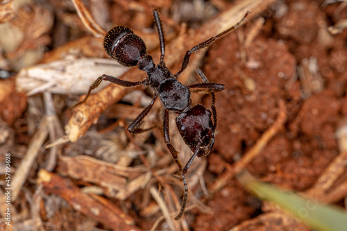 Adult Red Ectatommine Ant photo