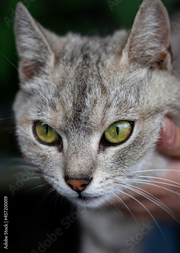 close up portrait of a cat