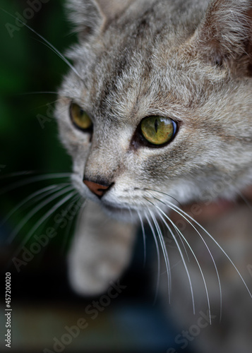 close up portrait of a cat