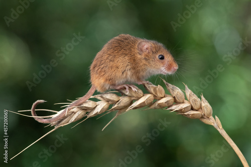 Harvest Mouse (Micromys minitus) on an ear of wheat