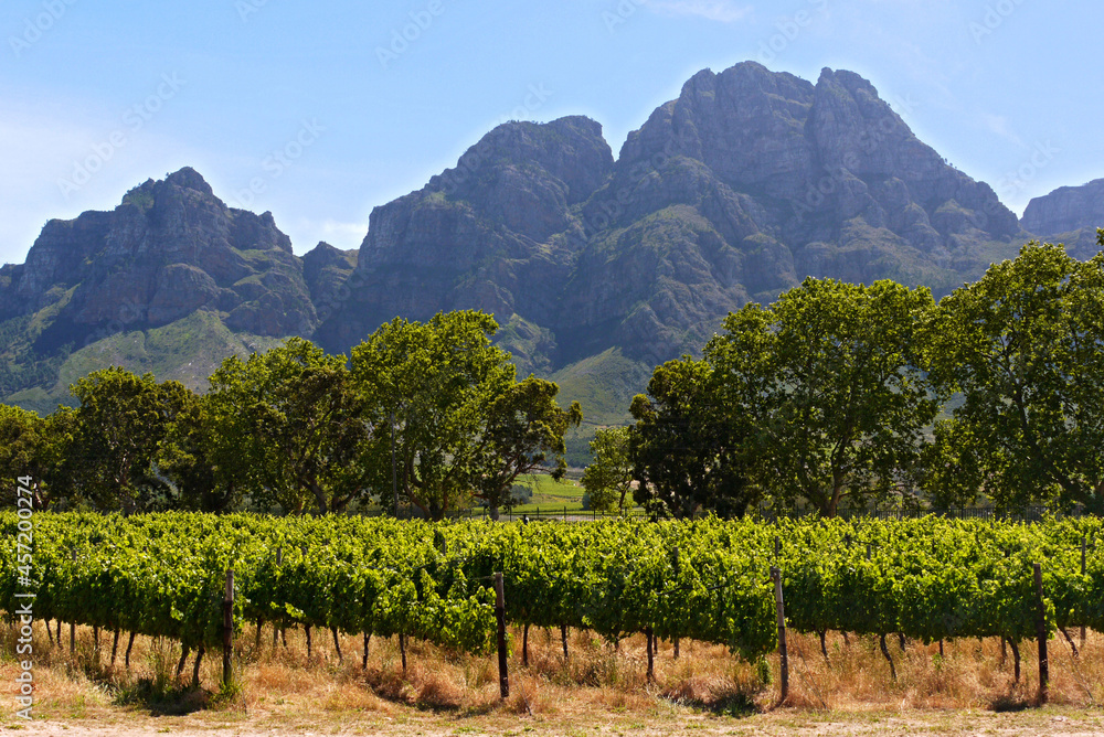 Fototapeta premium Vinicola em Stellenbosch. Cidade do Cabo. África do Sul.
