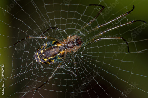 Adult Orchard Spider photo