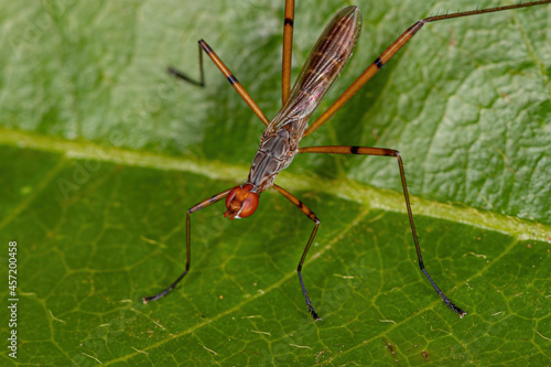 Adult Stilt-legged Fly photo