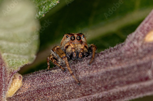 Small Jumping Spider photo