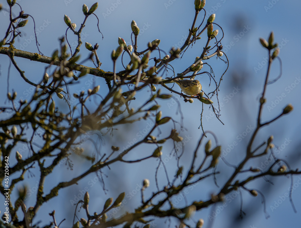 a yellow-browed Warbler (Phylloscopus inornatus) adult feeding in a sycamore tree (Acer pseudoplatanus) a yellow-browed Warbler (Phylloscopus inornatus) adult feeding in a sycamore tree (Acer pseudoplatanus)