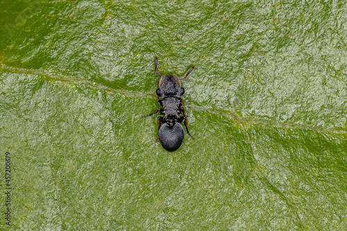 Adult Black Turtle Ant photo