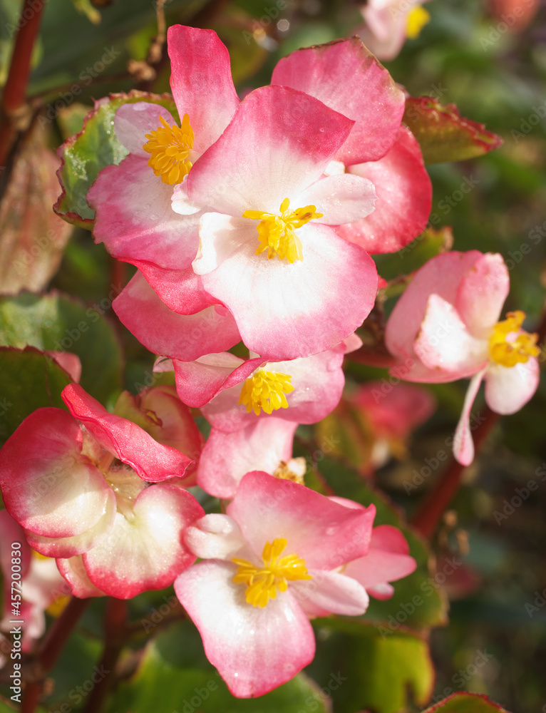 Fibrous-Rooted Begonia, outdoor ornamental plant with blooming blossoms. White blossoms with red edges and yellow center and green leaves. Fibrous-Rooted Begonia, outdoor ornamental plant with blooming blossoms. White blossoms with red edges and yellow center and green leaves.
