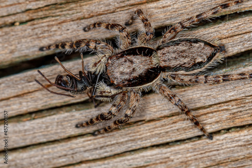 Small Female Male Gray Wall Jumping Spider photo