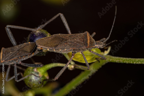 Adult Leaf-footed Bug photo
