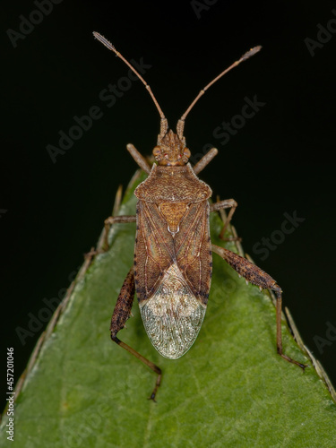 Adult Scentless Plant Bug photo