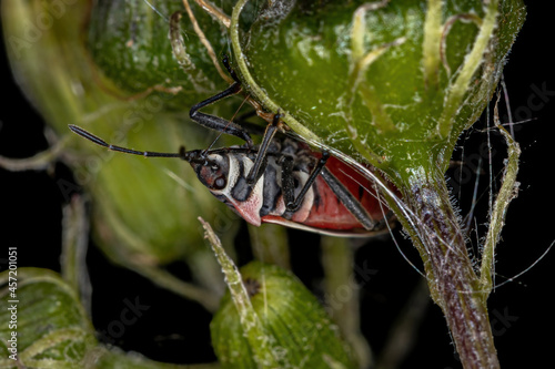 Adult White-crossed Seed Bug photo