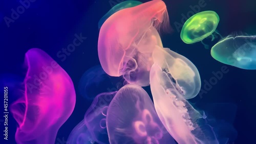Relaxing view of slowly floating jellyfish on bright blue background.