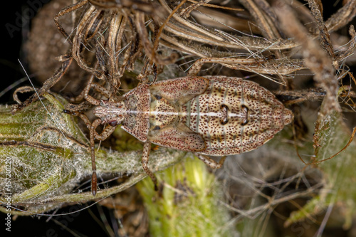 White-crossed Seed Bug Nymph photo