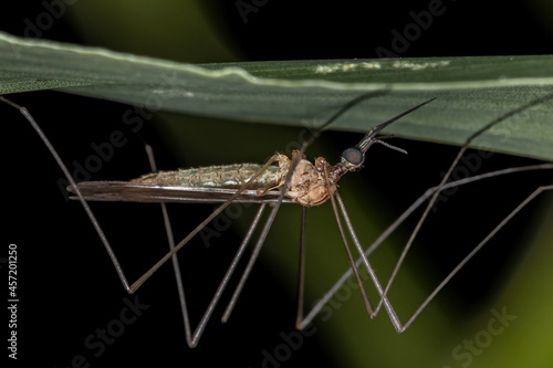 Adult Limoniid Crane Fly photo