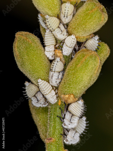 Typical Treehoppers nymphs photo