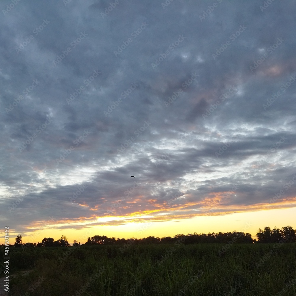 Fototapeta premium sunset over the field