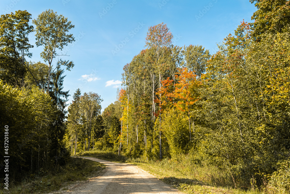 Rural sandy road with a bend to the left in the autumn forest. The trees on the roadside are illuminated by bright sunlight. The shady side of the forest. Autumn landscape on a clear sunny day