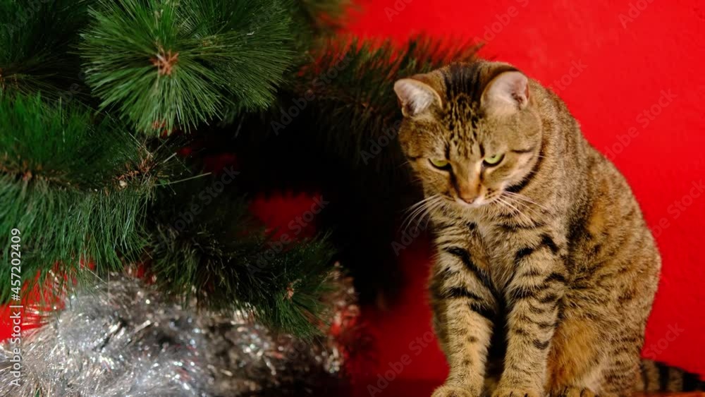 Tabby striped grey cat plays with Christmas golden illuminating yellow toy and throws off from the New year tree on red background .High quality 4k footage Tabby striped grey cat plays with Christmas golden illuminating yellow toy and throws off from the New year tree on red background .High quality 4k footage
