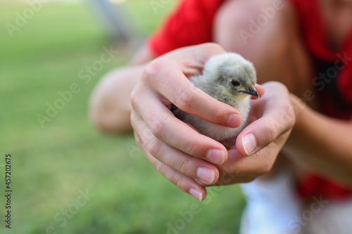 Boy hand holding rare lavender baby chick chicken