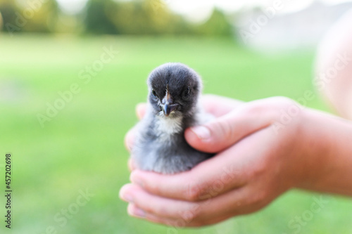 Hands holding rare baby chicken 