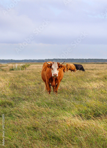 Cute, brown and hairy Highland Scottish cattle cow with white face standing on the meadow on a cloudy day and having two other cows on the background grazing.