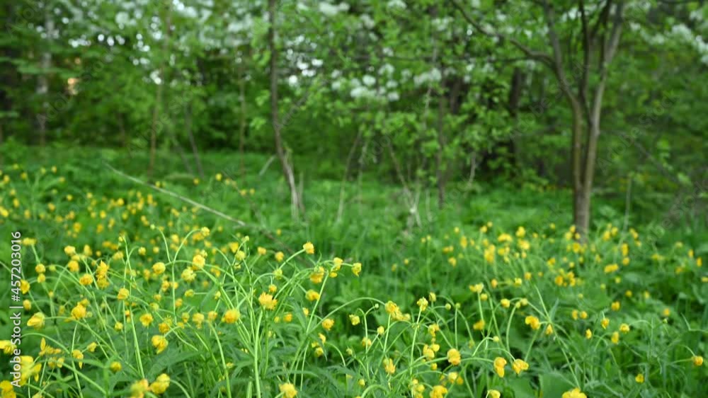 Yellow buttercup flower in the field. Ranunculus. Panorama video. High quality 4k footage Yellow buttercup flower in the field. Ranunculus. Panorama video. High quality 4k footage