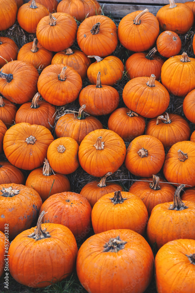 Pumpkin autumnal background with many pumpkins Pumpkin autumnal background with many pumpkins