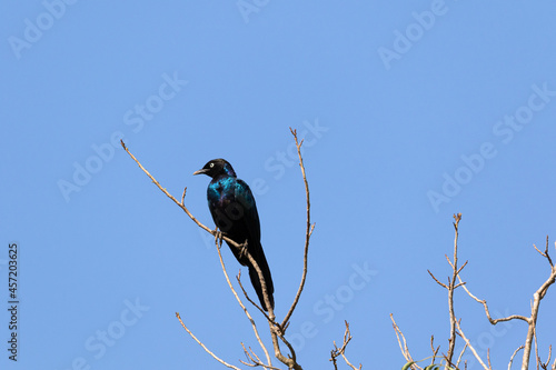 Ein Schweifglanzstar sitzt auf einem trockenen Ast vor blauem Himmel