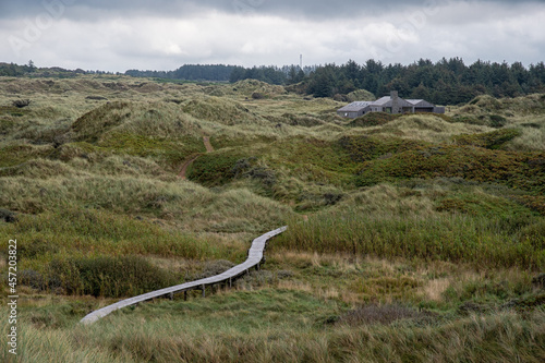 Boardwalk through the dunes in Lille Norge in Saltum in Denmark photo