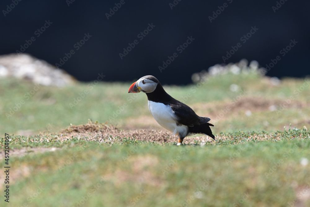 Obraz premium Puffins on Skomer Island, Pembrokeshire