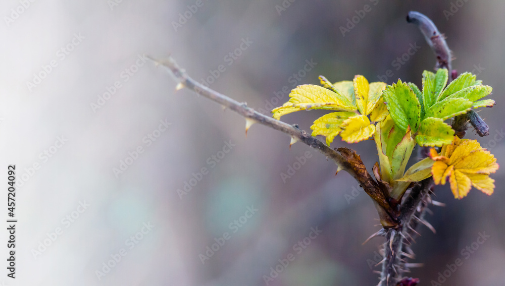 Autumn's yellowed leaves. Background with autumn leaves. A branch with yellow leaves. Autumn's yellowed leaves. Background with autumn leaves. A branch with yellow leaves.